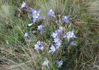 GDMBR: Wild Columbines (the Blue and White Columbine is typical of Colorado).